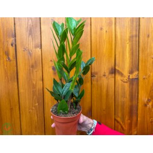 Zamiokulkas (Zamioculcas zamifolia) - výška 20-25 cm, kont. C1L